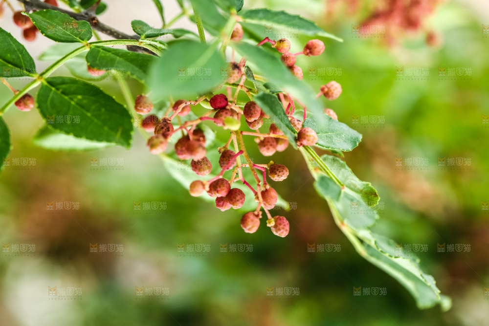 树枝上的花椒