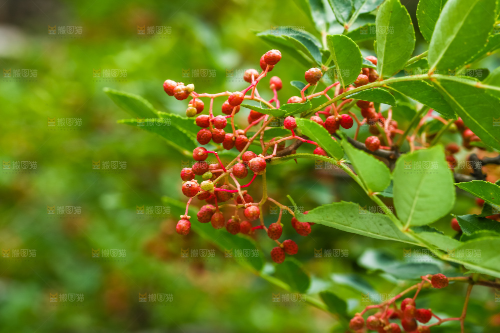 树枝上的红花椒