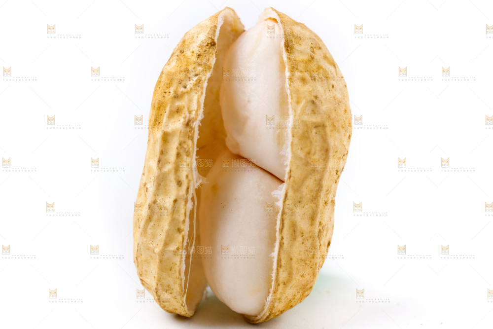 白底上的新鲜带壳花生