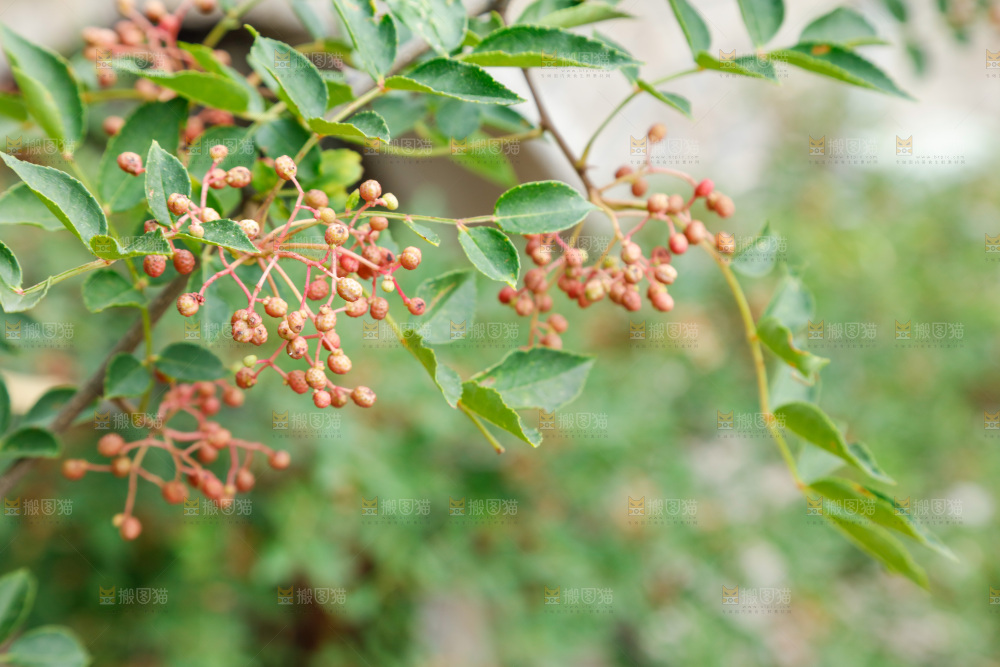 树枝上结的花椒