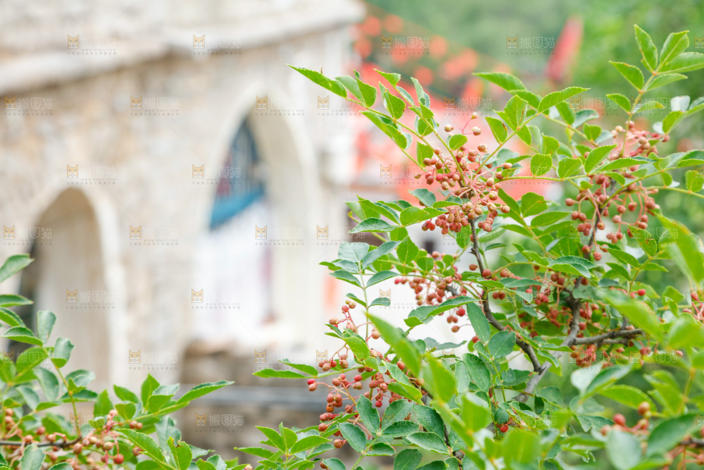 树枝上结的花椒