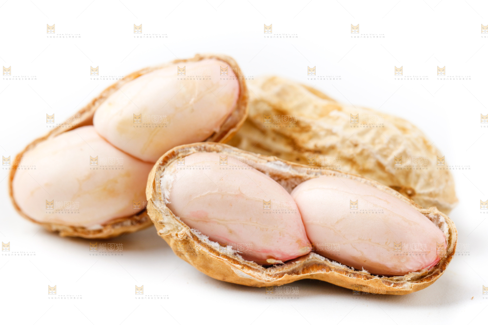 白底上的新鲜带壳花生