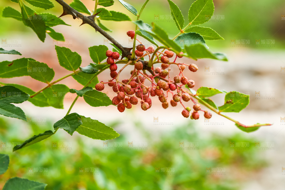 树枝上结的红花椒