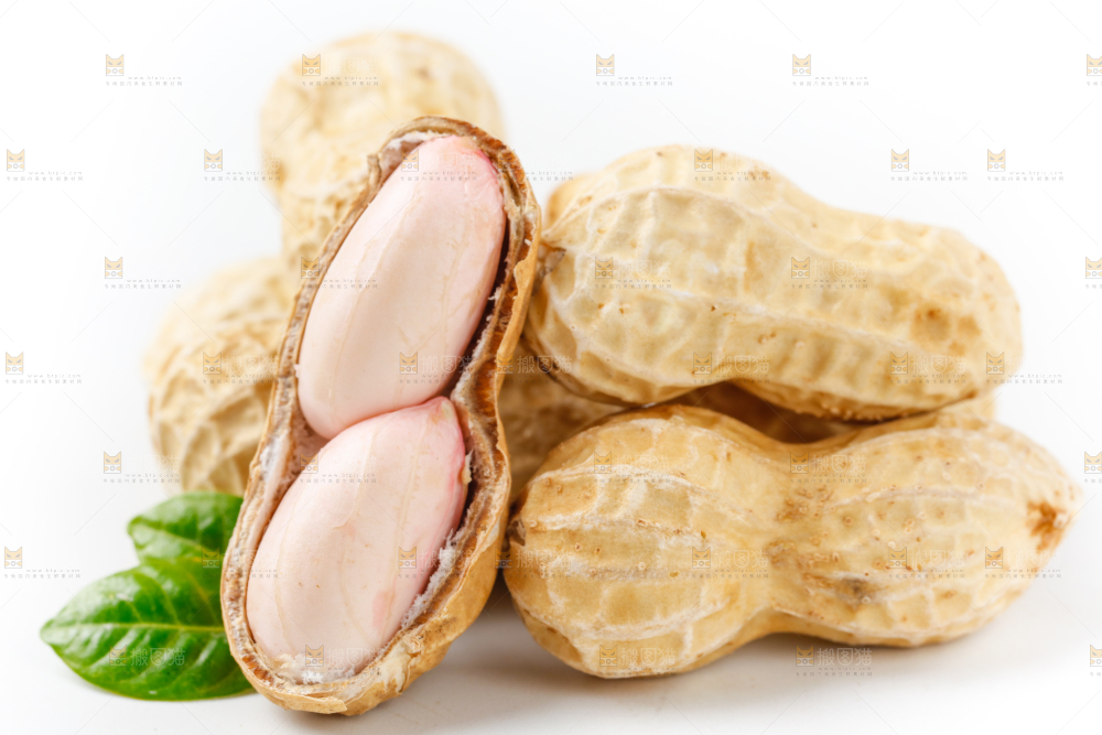 白底上的新鲜带壳花生