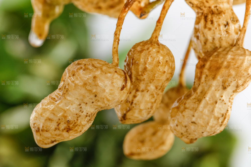 白底上的新鲜花生