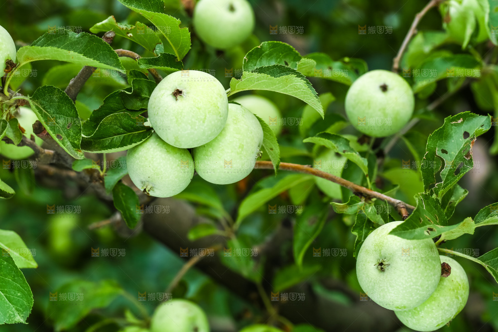 树枝上结的苹果