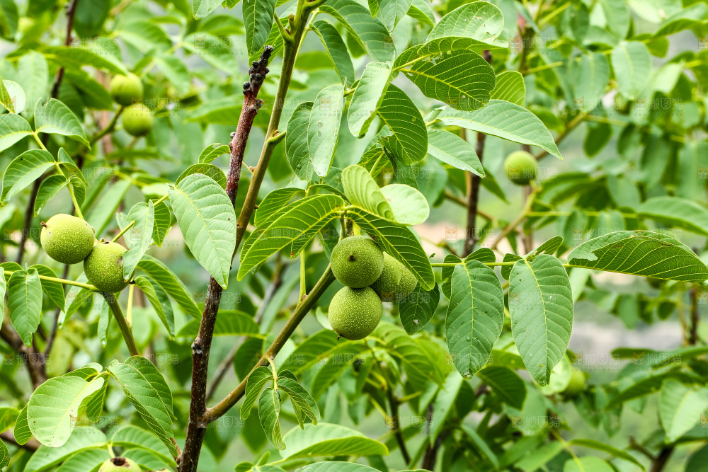 树枝上的新鲜核桃