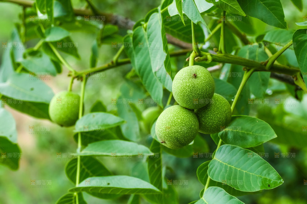 树枝上结的核桃