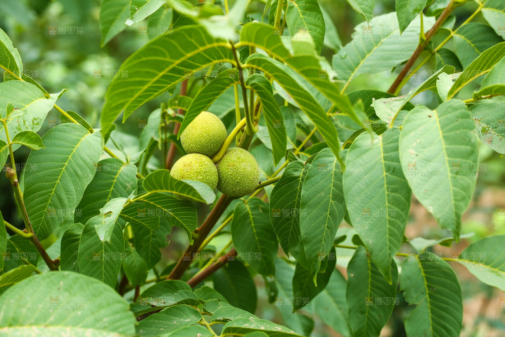 树枝上的新鲜核桃
