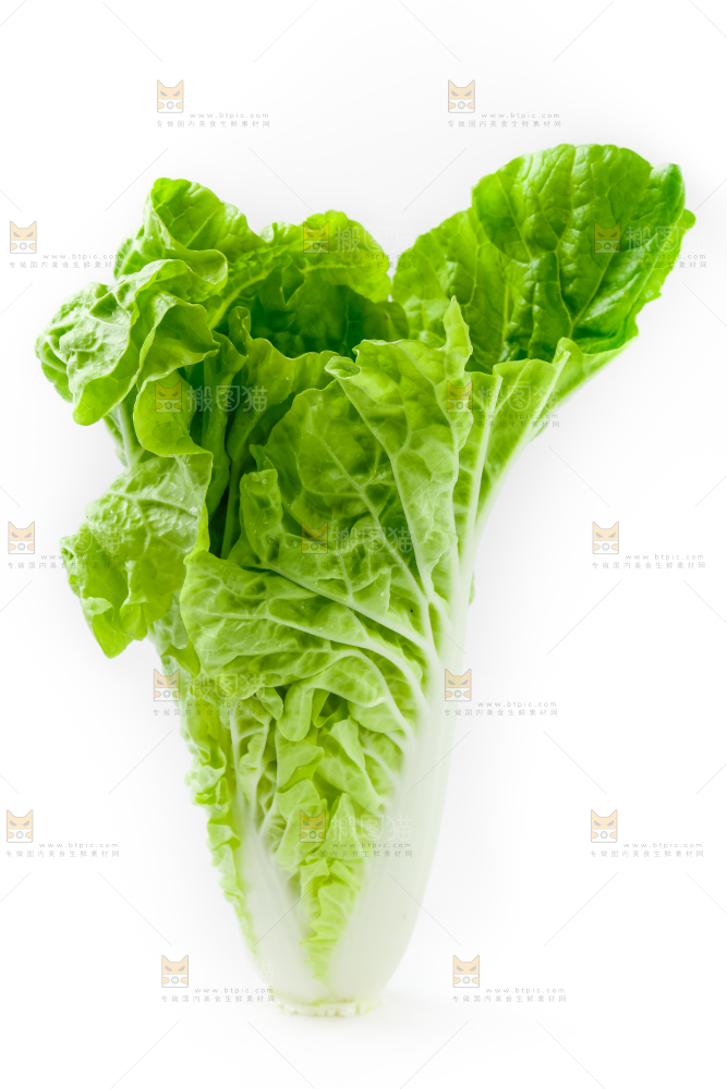 白底上的小白菜