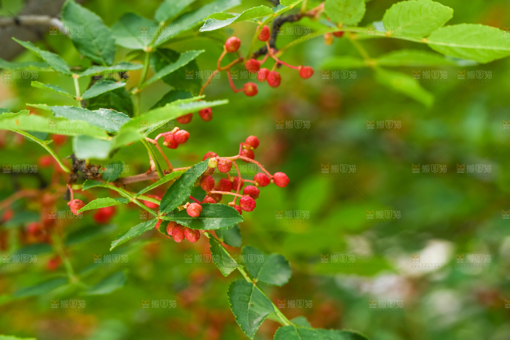 树枝上的红花椒