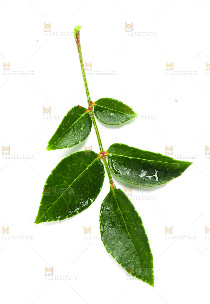 白底上放着一片花椒叶