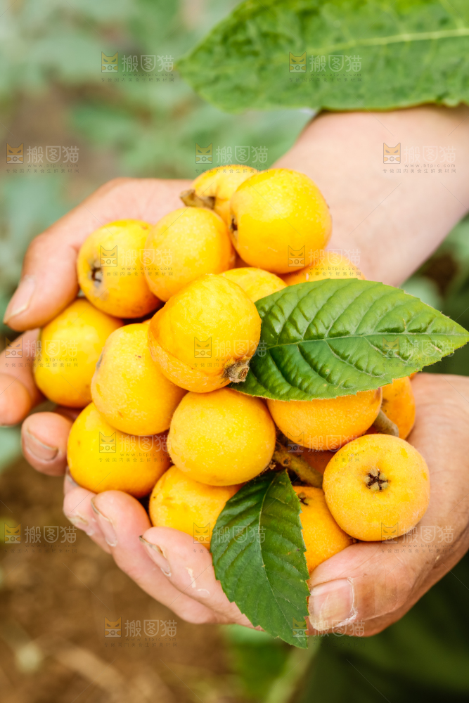 手里捧着新鲜枇杷