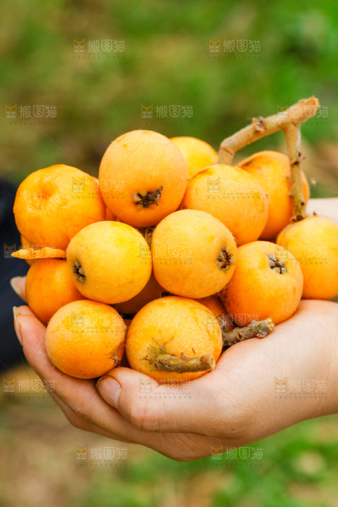 手里捧着新鲜枇杷
