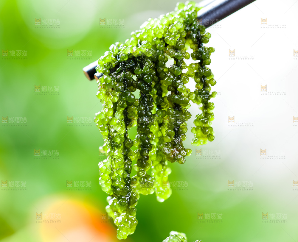筷子夹着海葡萄