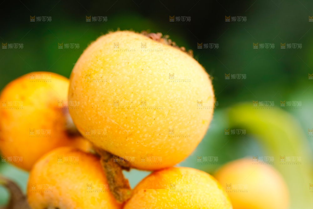 户外的枇杷果
