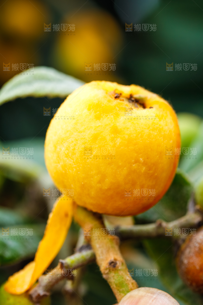 户外的枇杷果