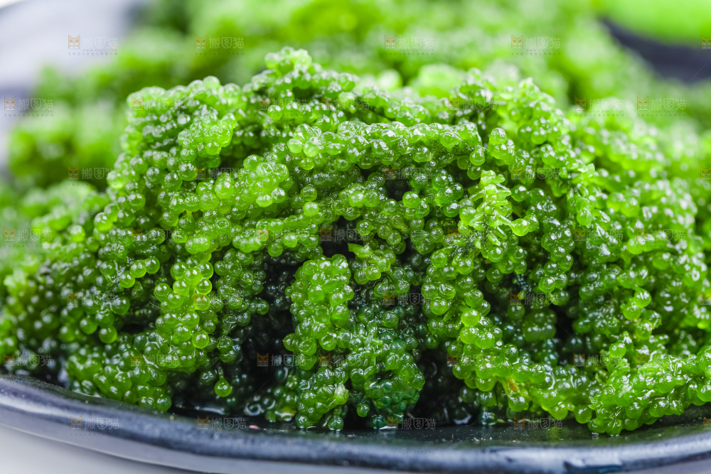 白底上的绿色鱼子酱