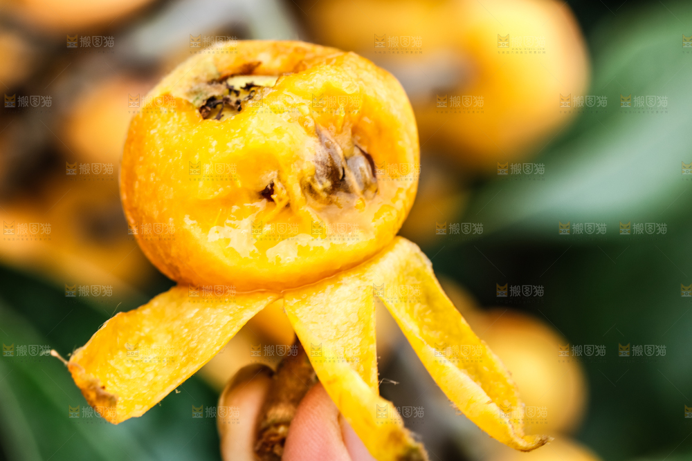手里拿着枇杷