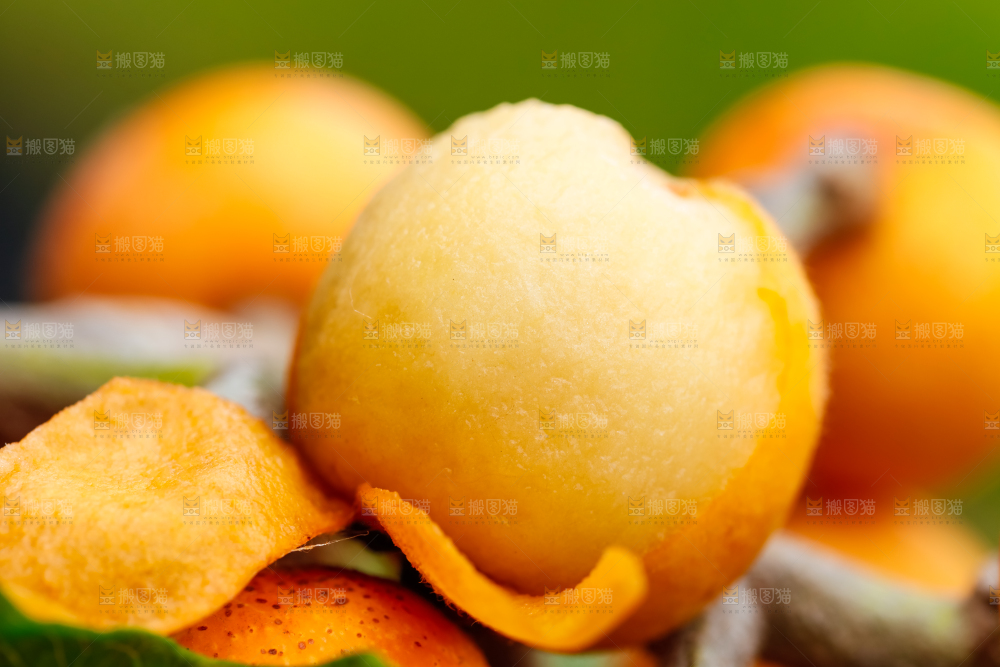 树枝上挂着枇杷