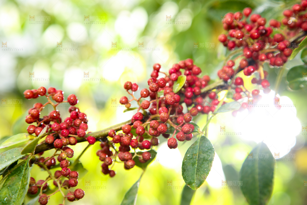 户外的红花椒