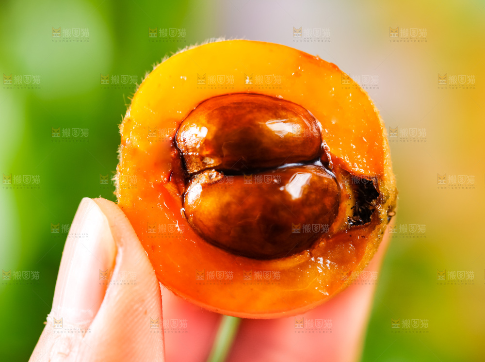 手里拿着枇杷