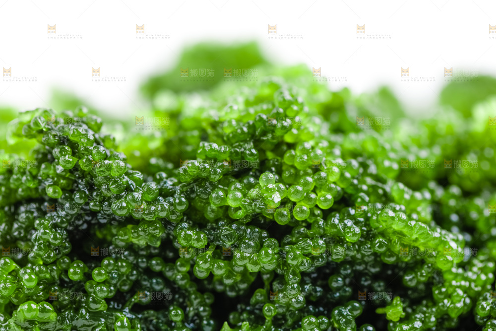 盐渍海葡萄放在白底上