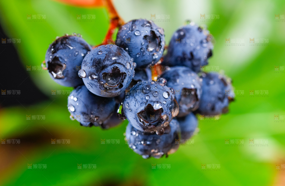 手里拿着蓝莓果
