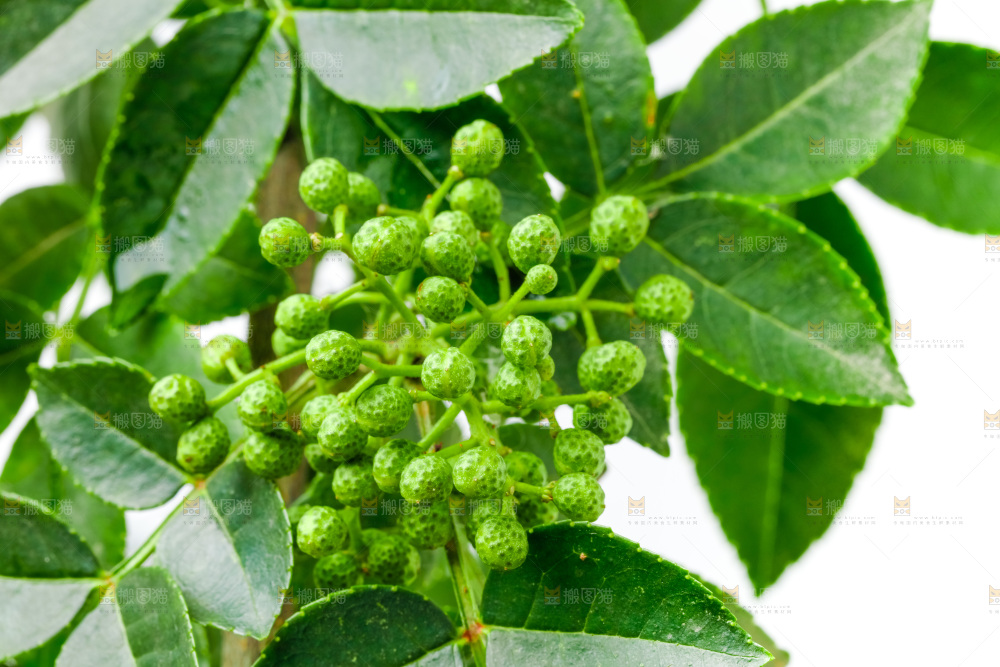 浅底上摆放着青花椒