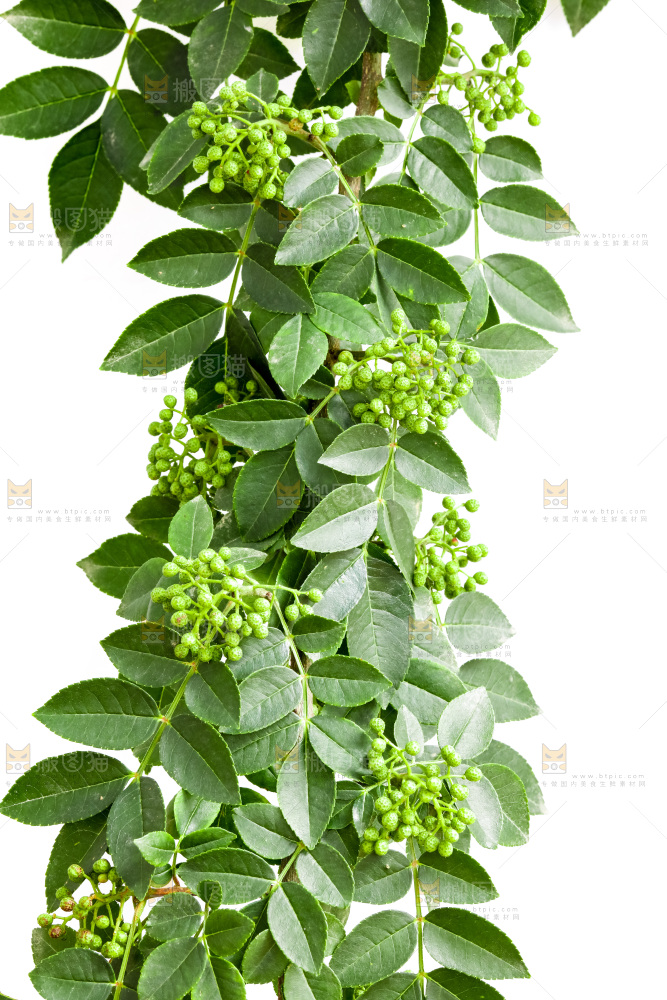 枝叶上的青花椒
