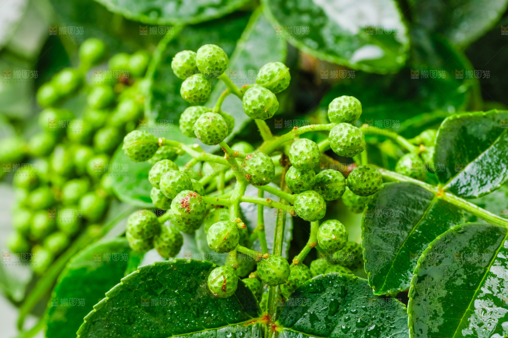 枝叶上的青花椒