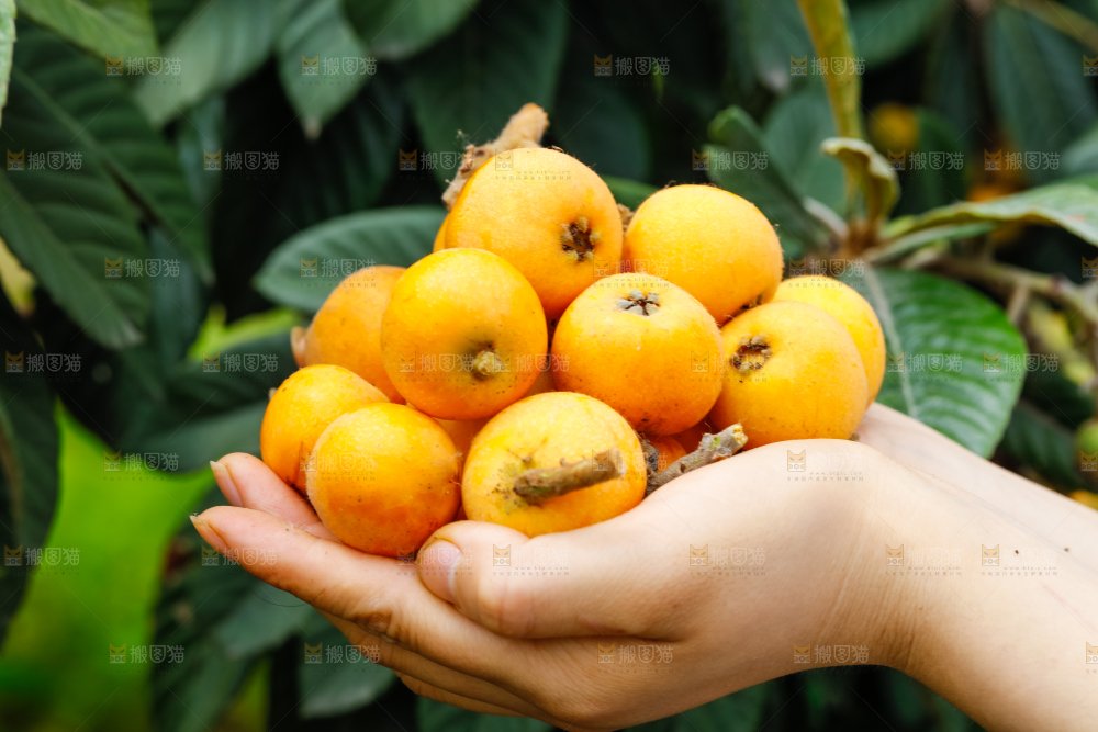 手里捧着新鲜枇杷