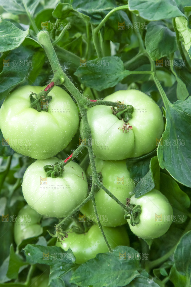 菜园里的西红柿