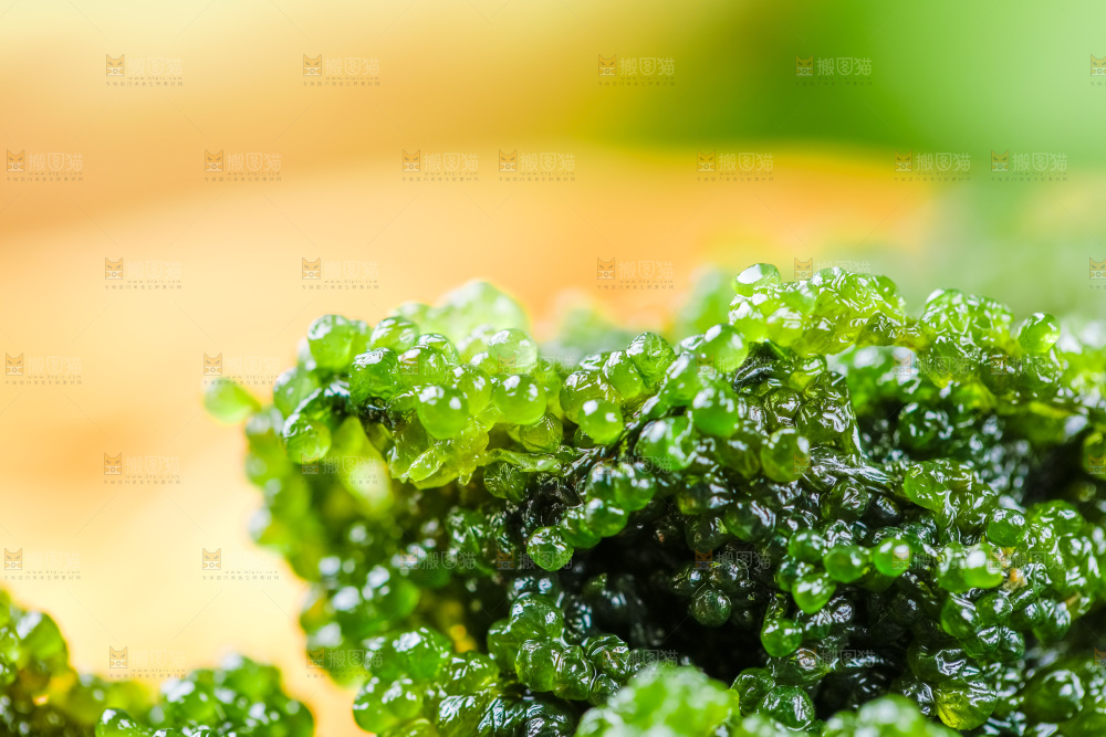 浅底上的长寿菜