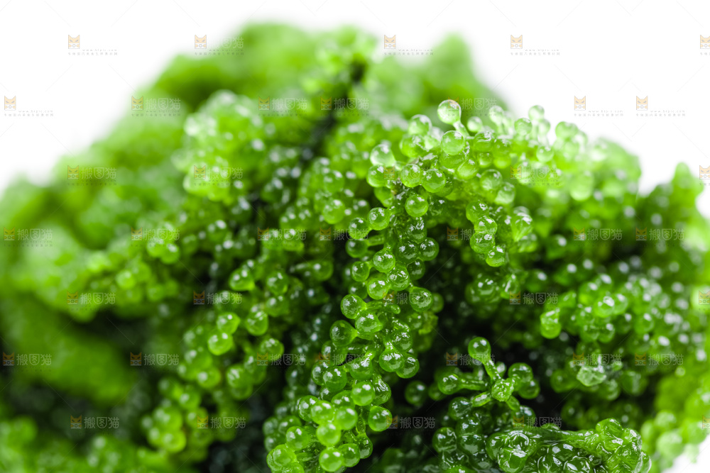 盐渍海葡萄放在白底上