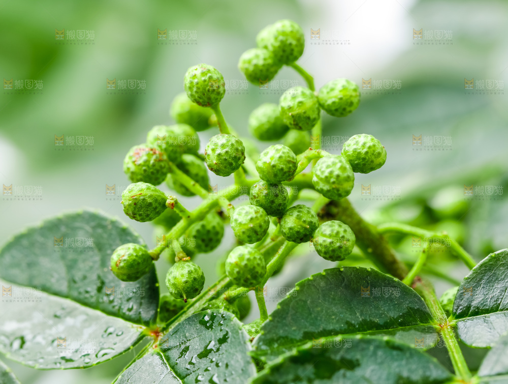 枝叶上的青花椒