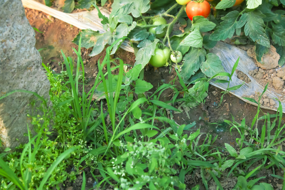 菜园里的西红柿