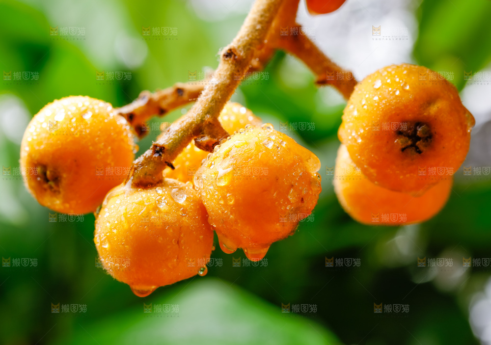 手里拿着新鲜枇杷