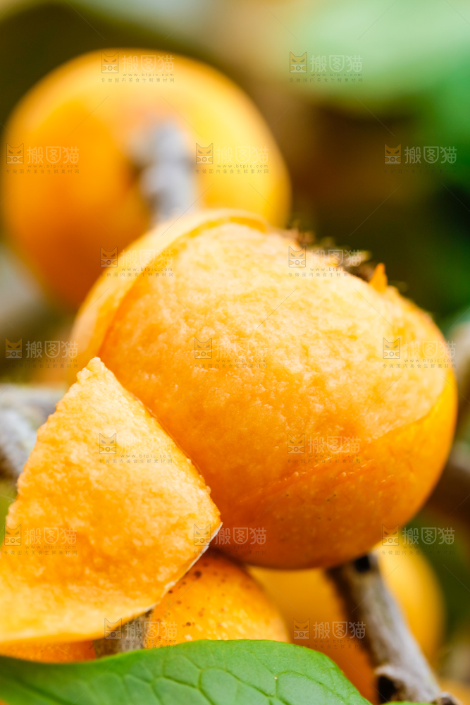 树枝上挂着枇杷