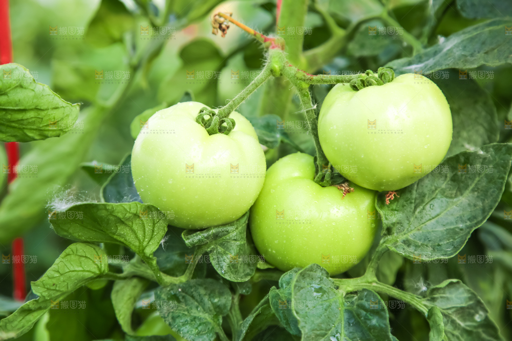 菜园里的西红柿