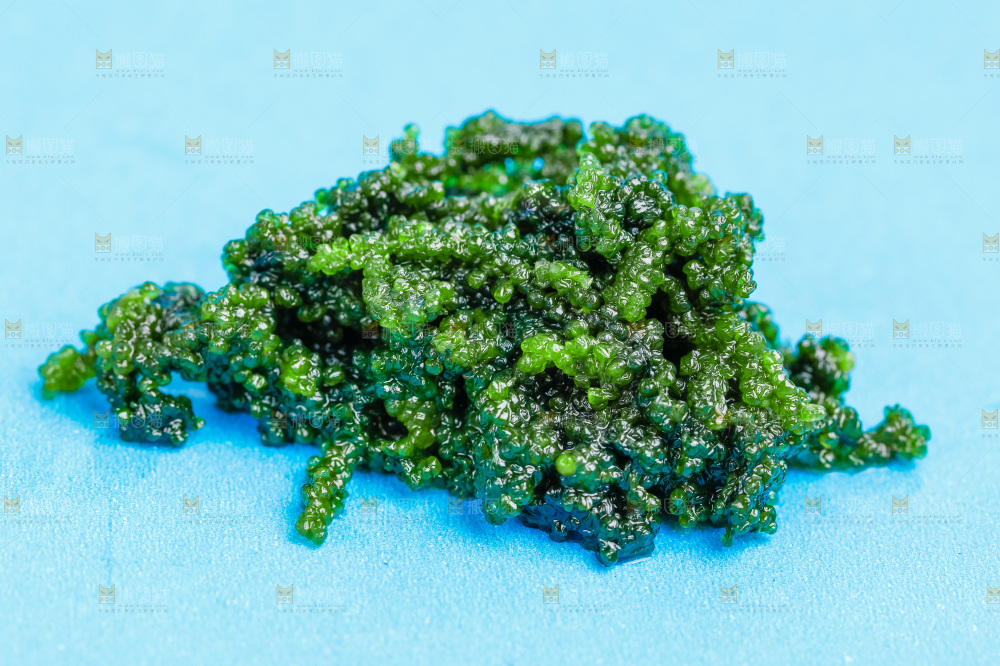 浅底上的盐渍海葡萄