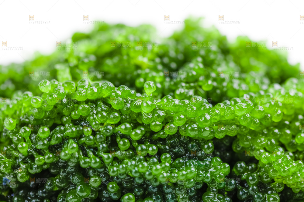 白底上的海葡萄