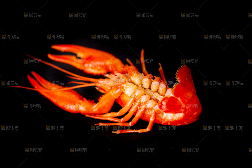 白底上的小龙虾