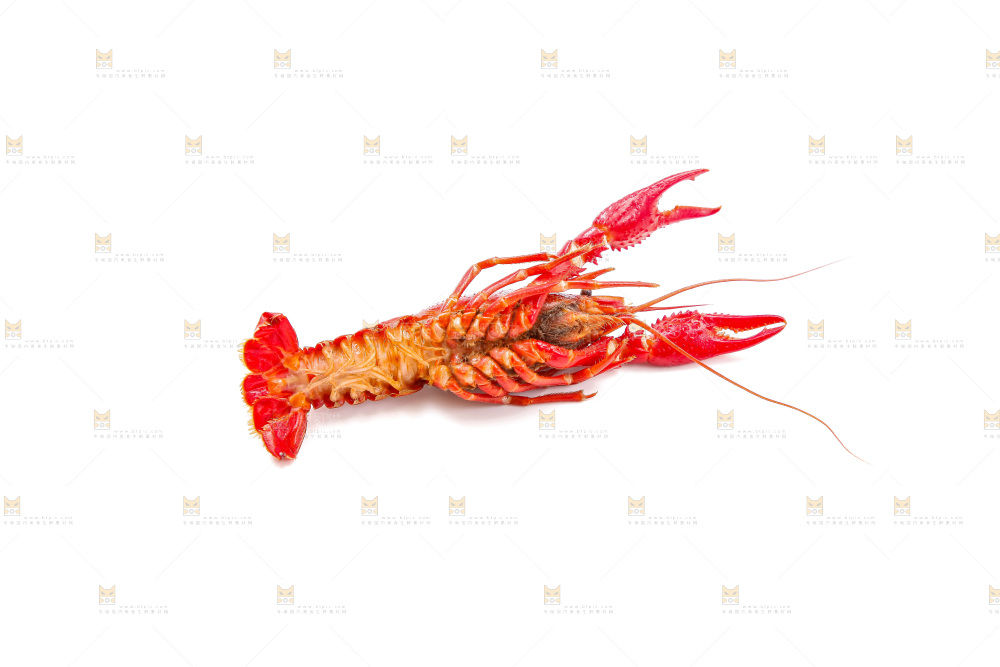 白底上的小龙虾