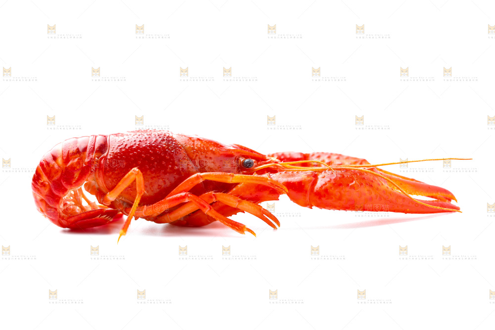 白底上放着秘制小龙虾