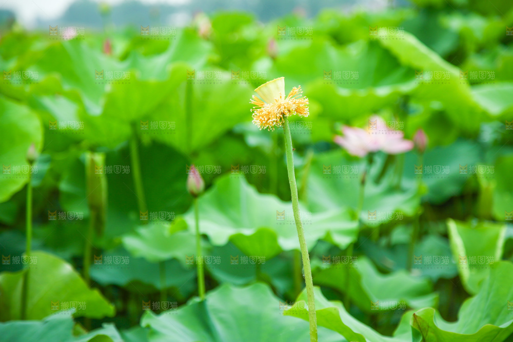 池塘里的荷花荷叶