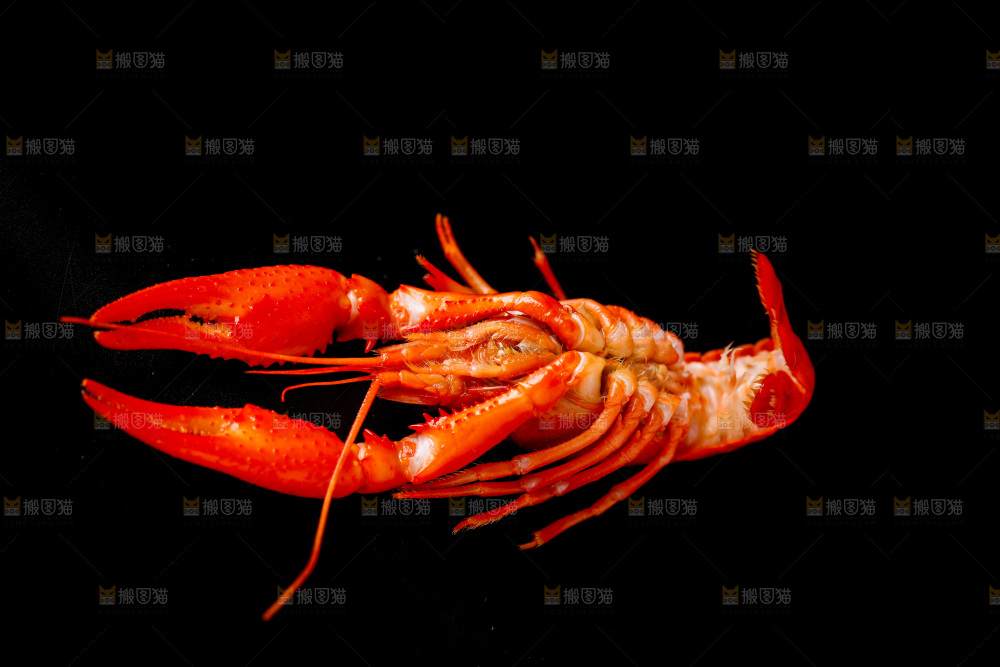 白底上的小龙虾