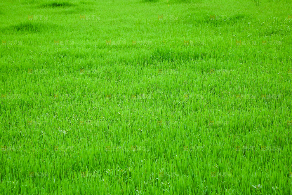 一片绿油油的草地