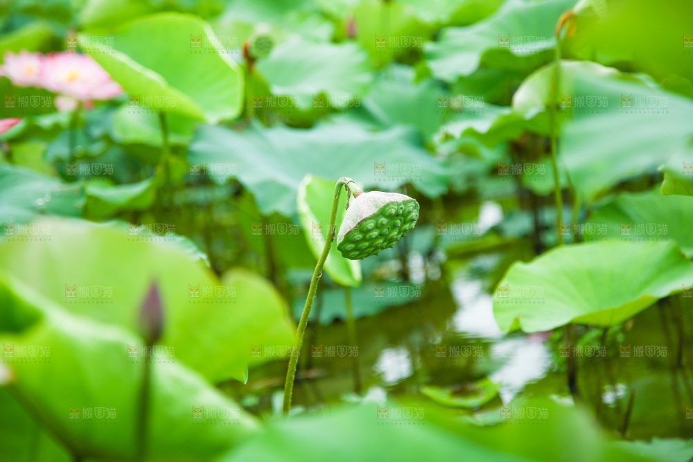 池塘里的荷花荷叶