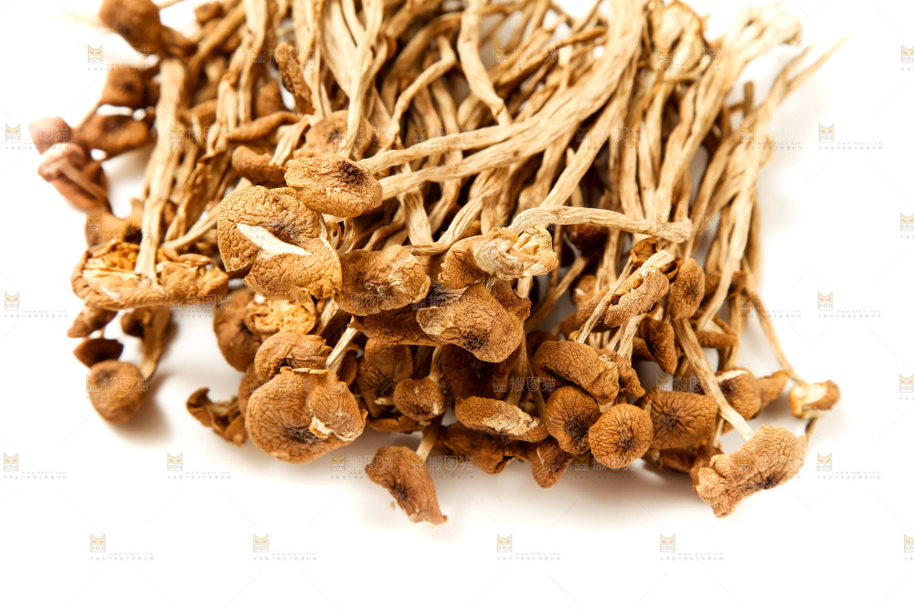 白底上的茶树菇